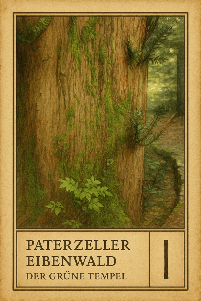 Paterzeller Eibenwald – Der grüne Tempel